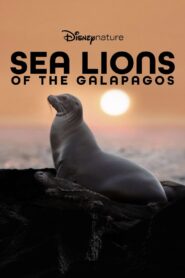 Sea Lions of the Galapagos